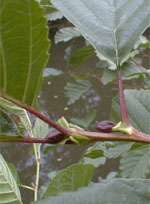 MSA ALNUS GLUTINOSA 50 ML - Angeli Pharm