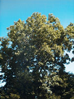 MSA FRAXINUS EXCELSIOR 50 ML - Angeli Pharm