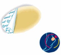 COMPEED VESCICHE CEROTTI FORMATO MEDIO 5 PEZZI - Angeli Pharm