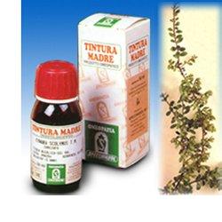 UVA URSINA 30 50ML TM - Angeli Pharm