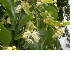 EIE TIGLIO 30 ML GOCCE - Angeli Pharm