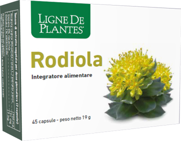 RODIOLA 45 CAPSULE - Angeli Pharm
