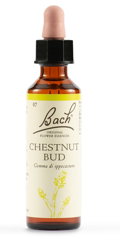 CHESTNUT BUD BACH ORIG 20 ML - Angeli Pharm