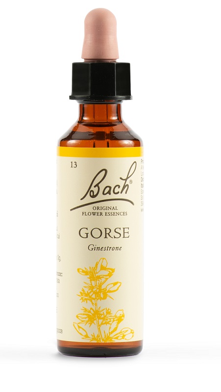 GORSE BACH ORIG 20 ML - Angeli Pharm