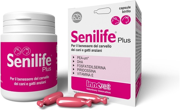 SENILIFE PLUS 60 CAPSULE - Angeli Pharm
